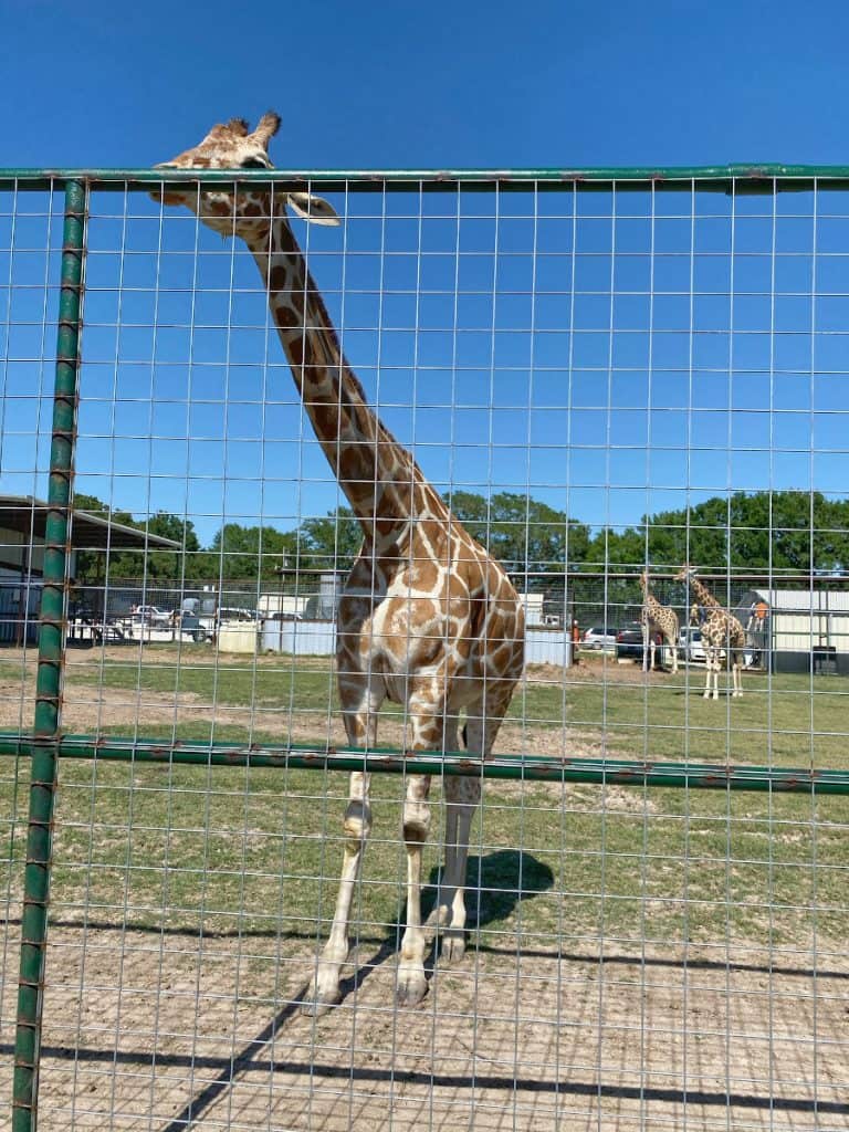 drive through safari houston