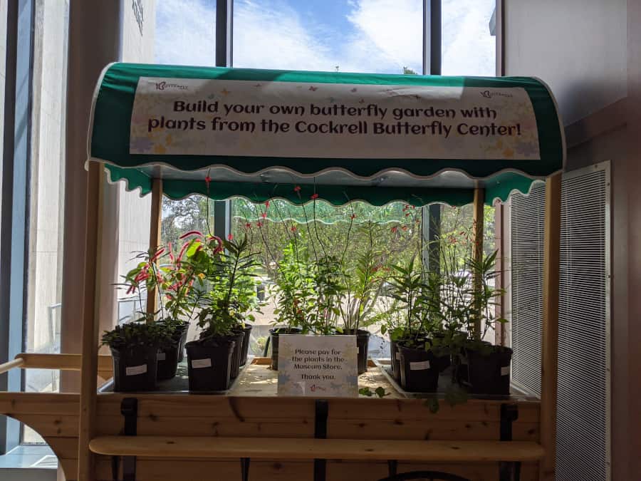 Plant your own butterfly garden like the Cockrell Butterfly Center