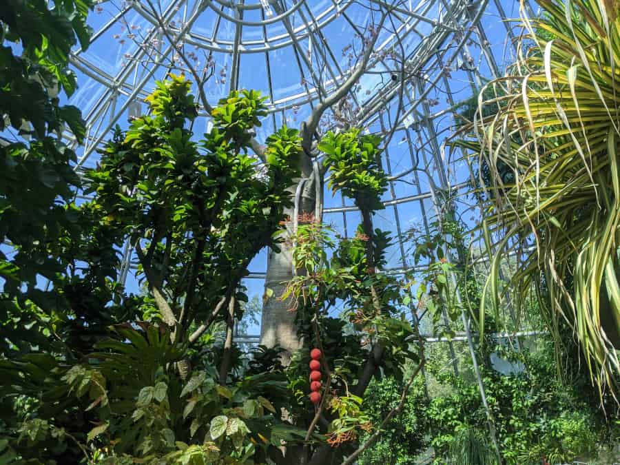 Plant your own butterfly garden like the Cockrell Butterfly Center