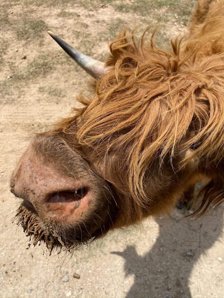 Aggieland Wild Animal Safari Updates