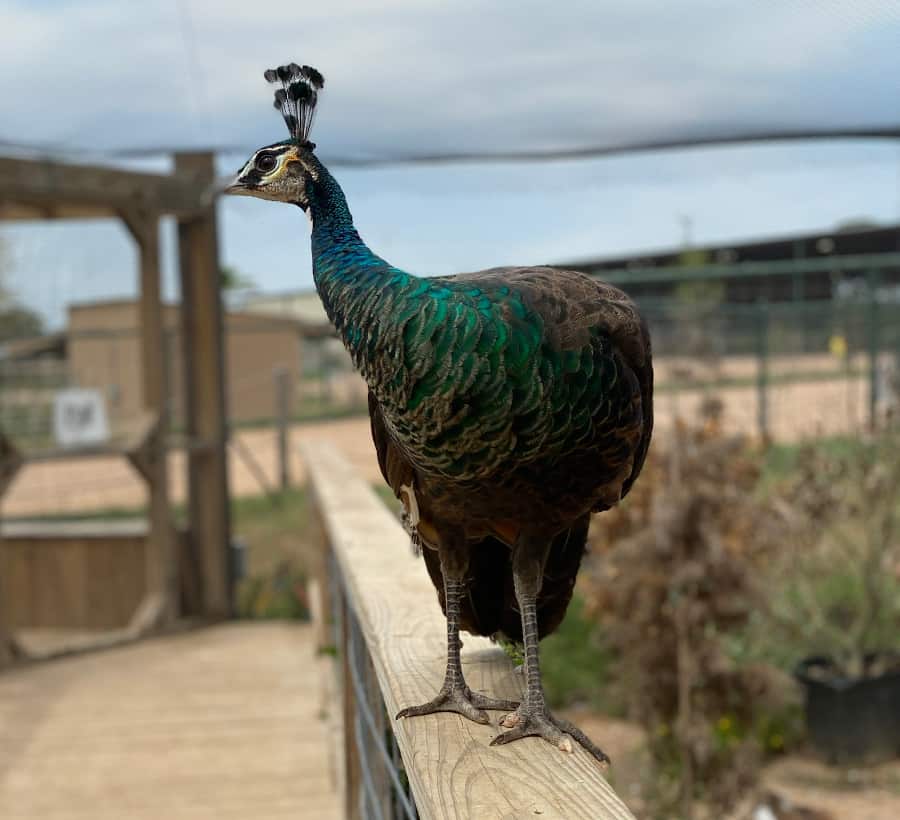 Aggieland Adventure Zoo and  Safari Park