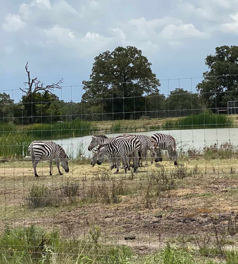 aggieland wild animal safari reviews