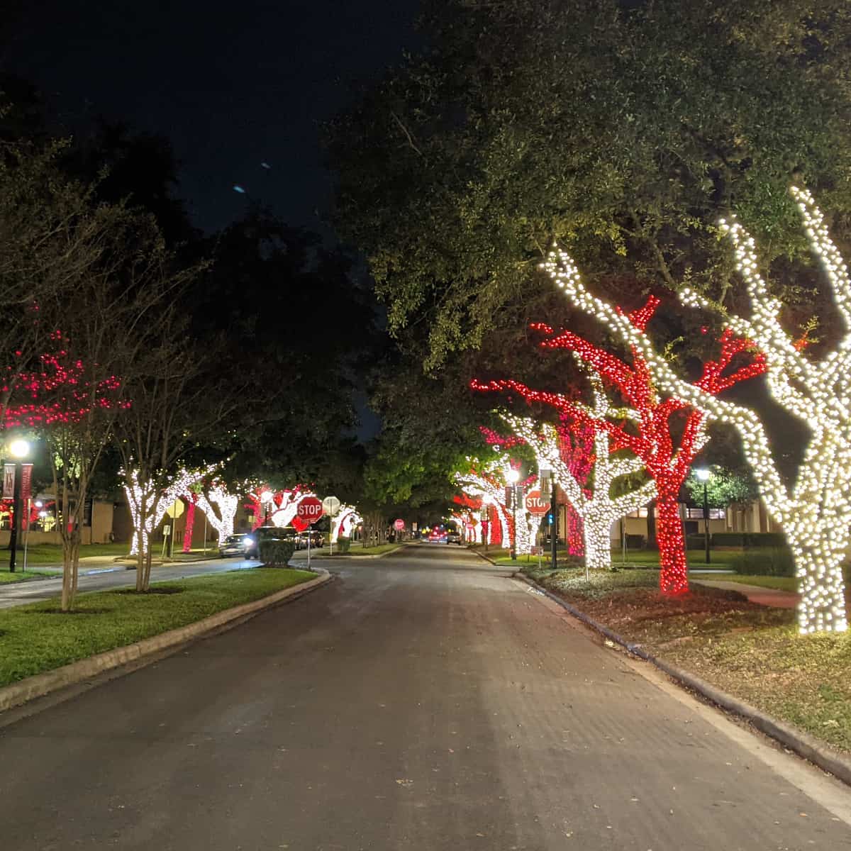 Street lined with Christmas Light Trees at University of St Thomas
