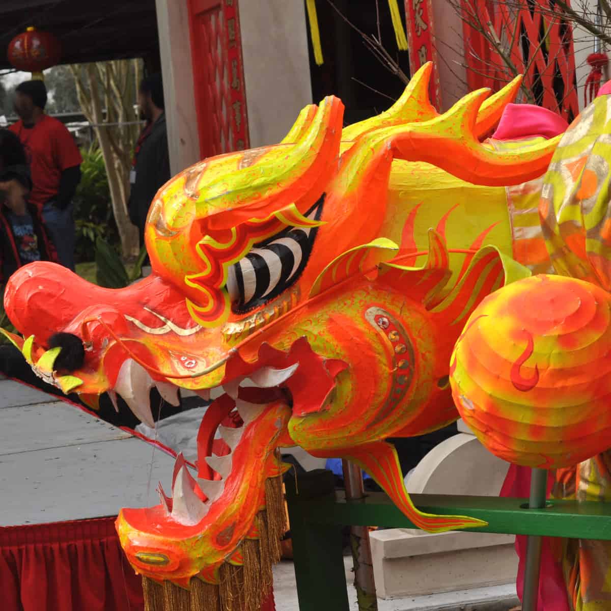 Dragon Dance Dragon for Lunar New Year
