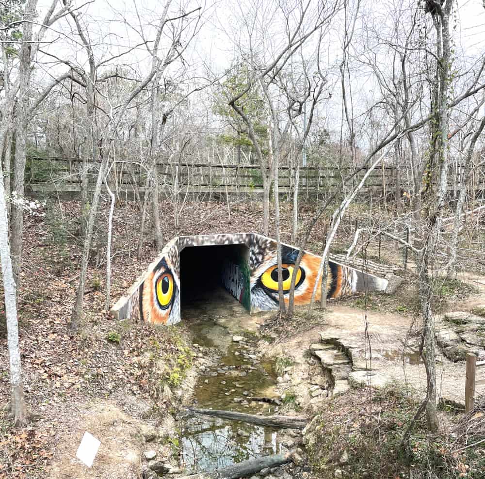 Owl Eyes at the Houston Arboretum