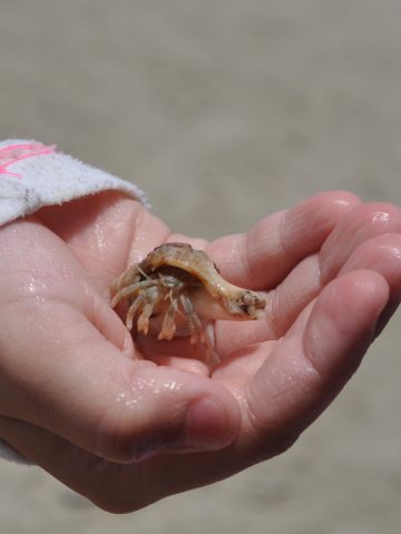 Hermit Crab at West Beach Galveston