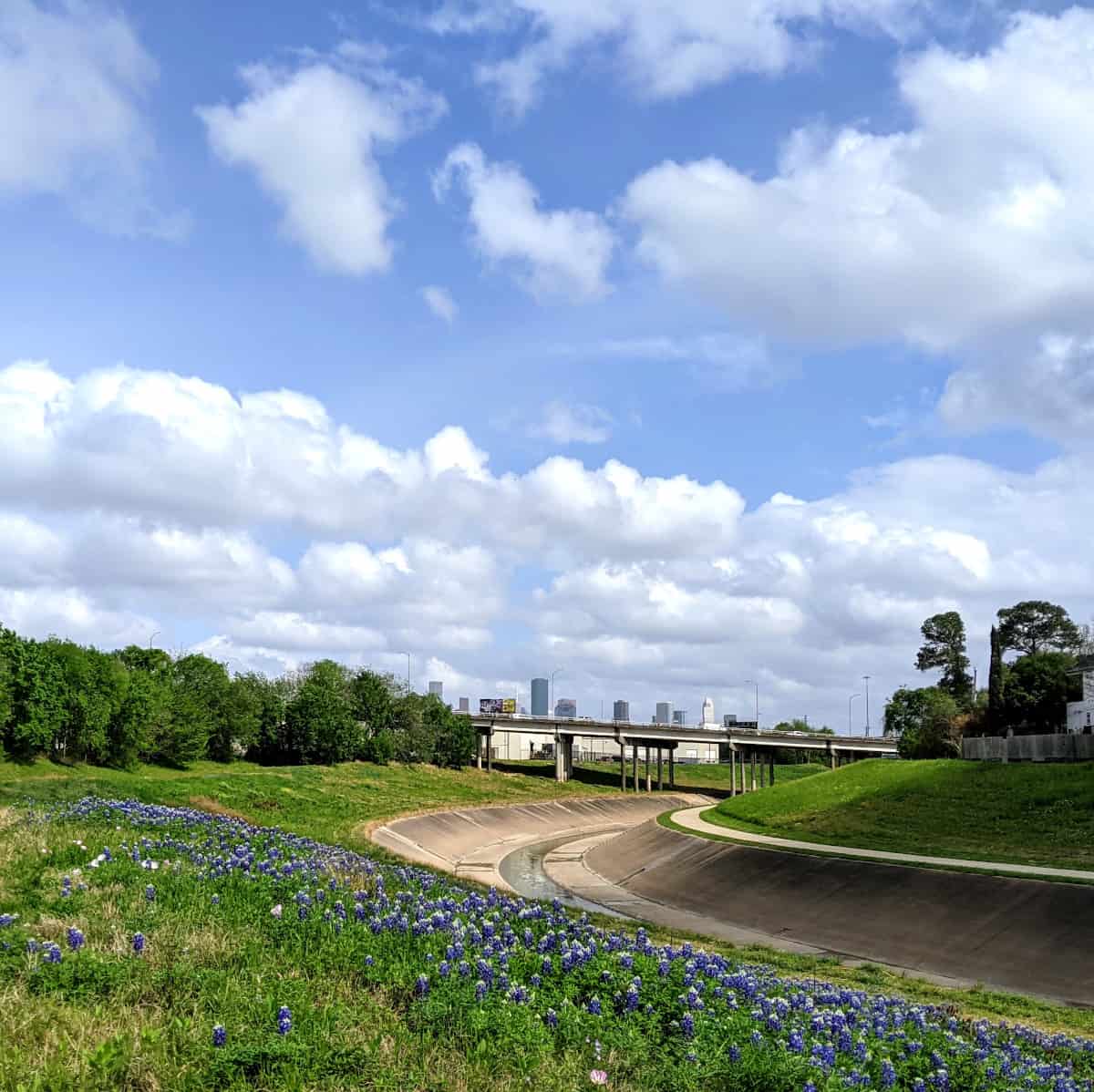 Bluebonnets at White Oak Bayou