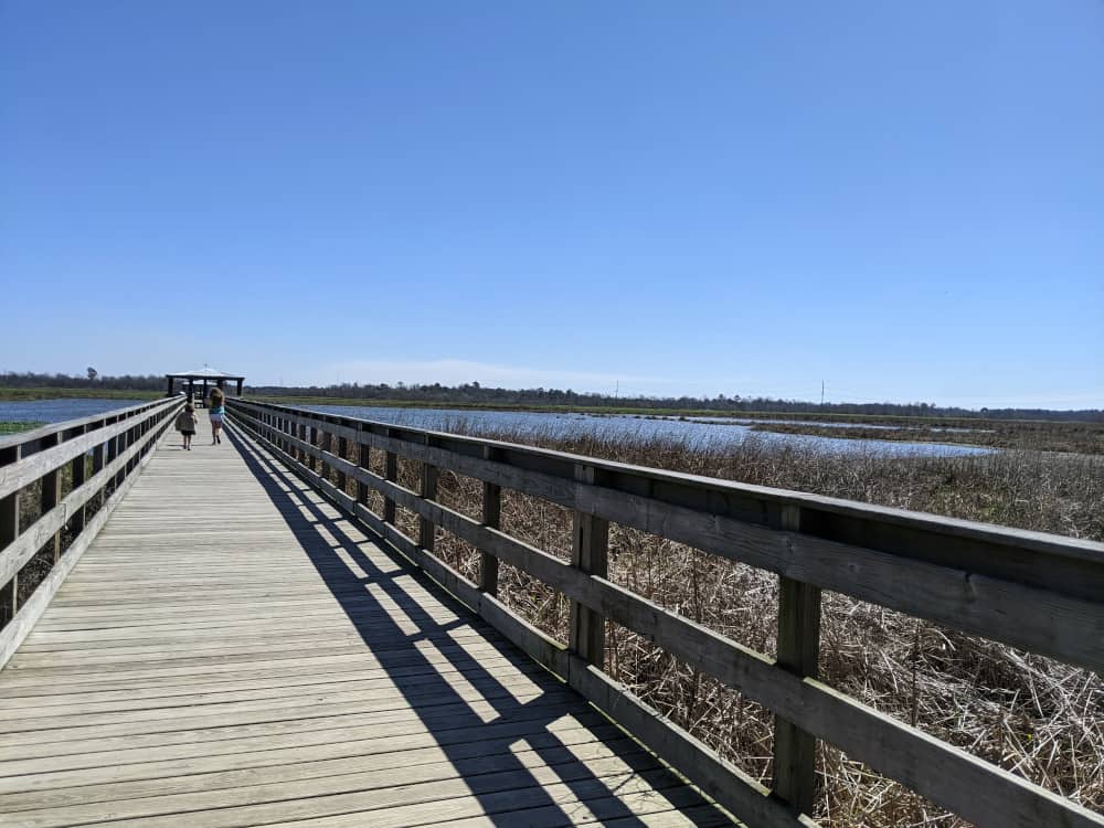 Cattail Marsh Things to do in Beaumont