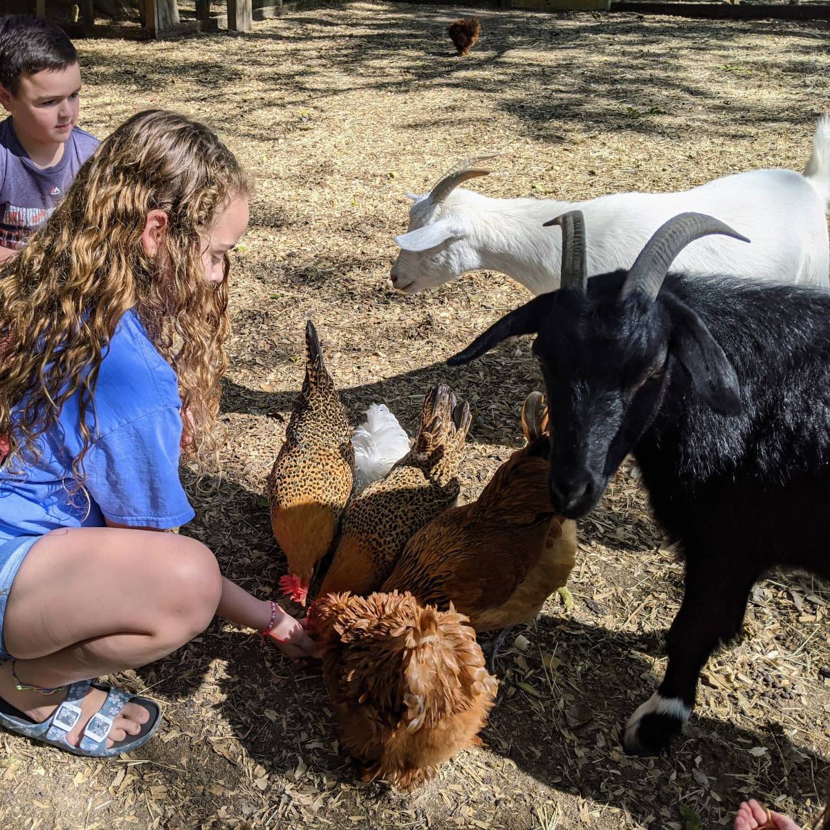 Feeding chickens at Good Vibes Farm Houston Area Farms