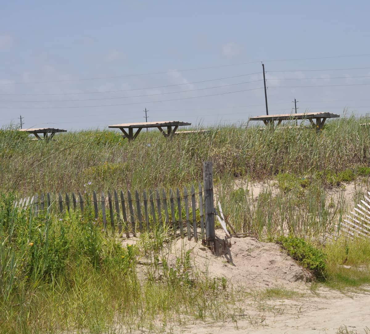 Galveston Island State Park Dunes