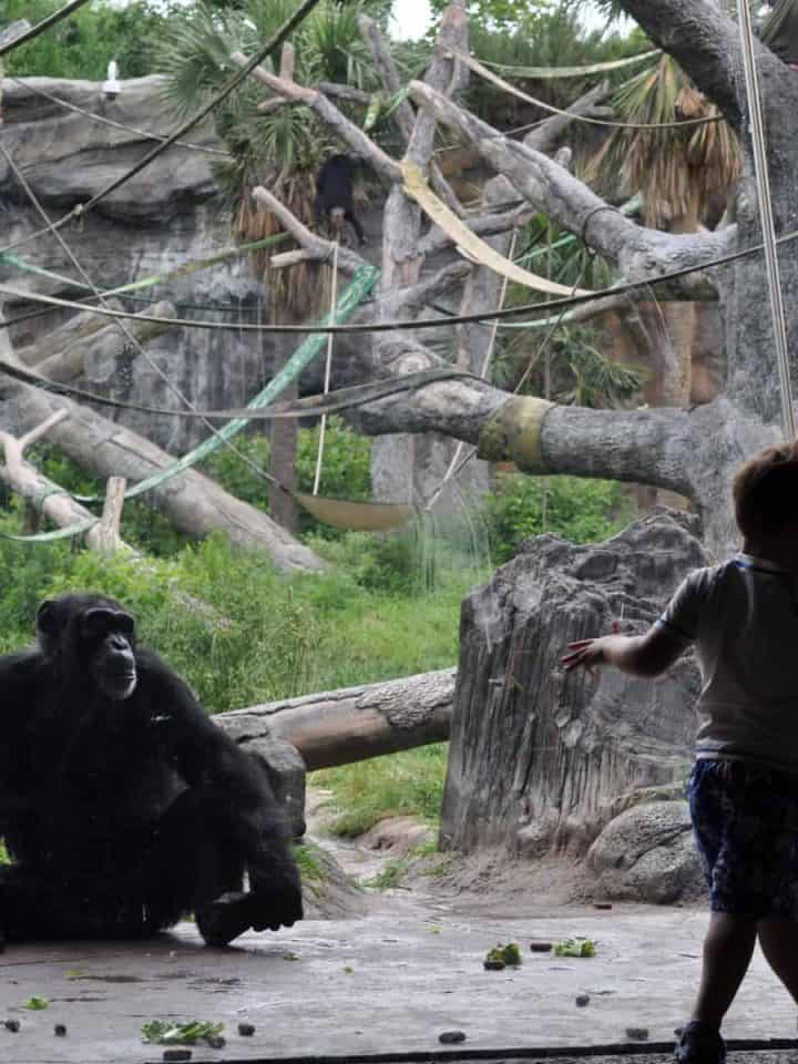 Boy at Houston Zoo Exhibit