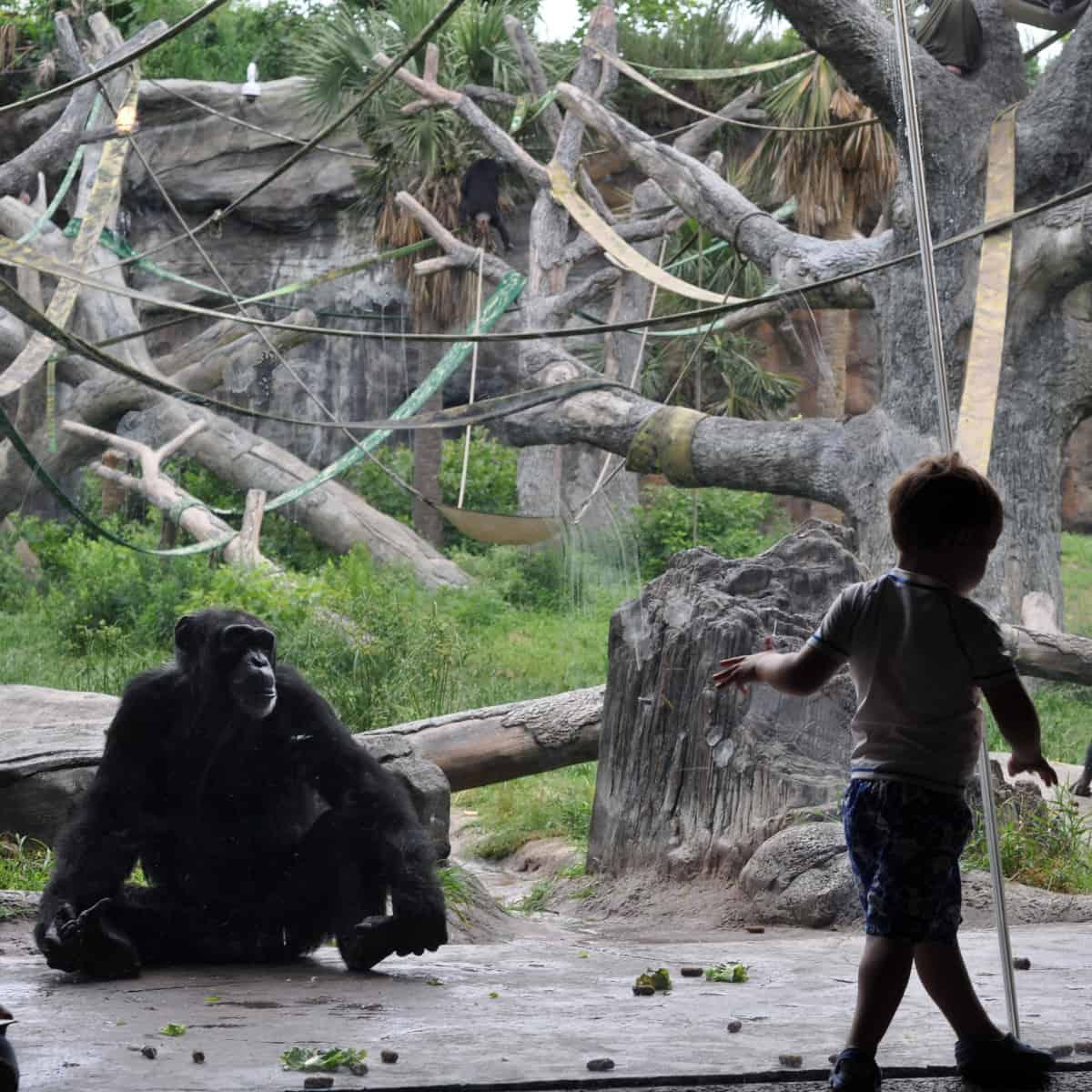 Boy at Houston Zoo Exhibit