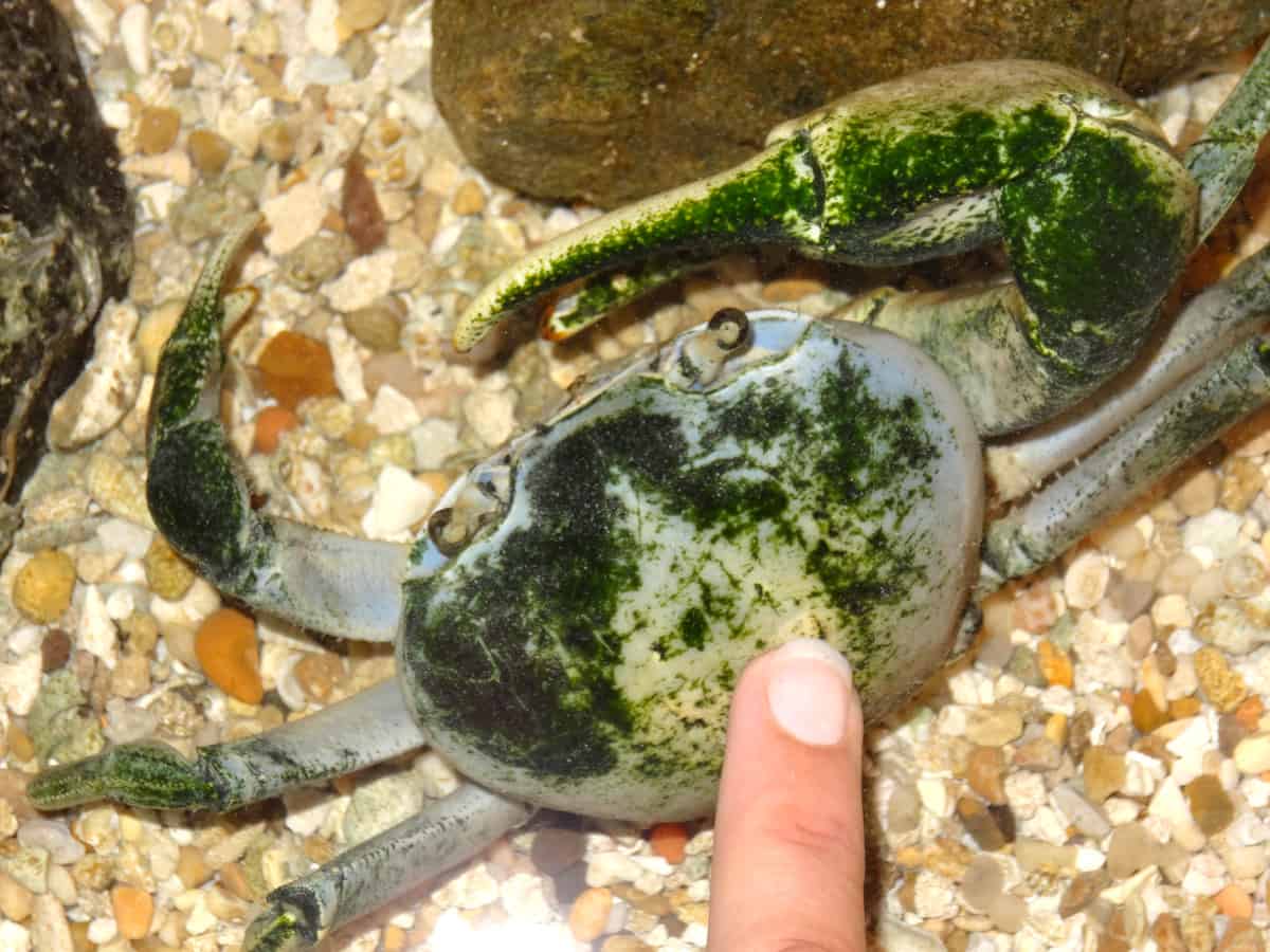 Crab at Sea Center Texas