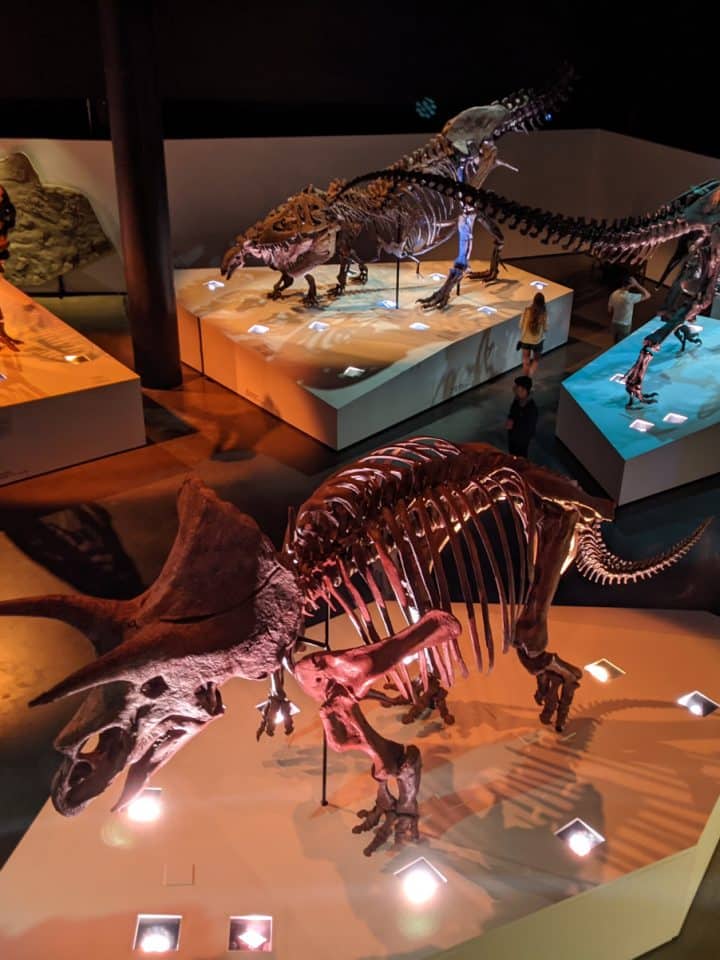 Paleo Hall at Houston Museum of Natural Science