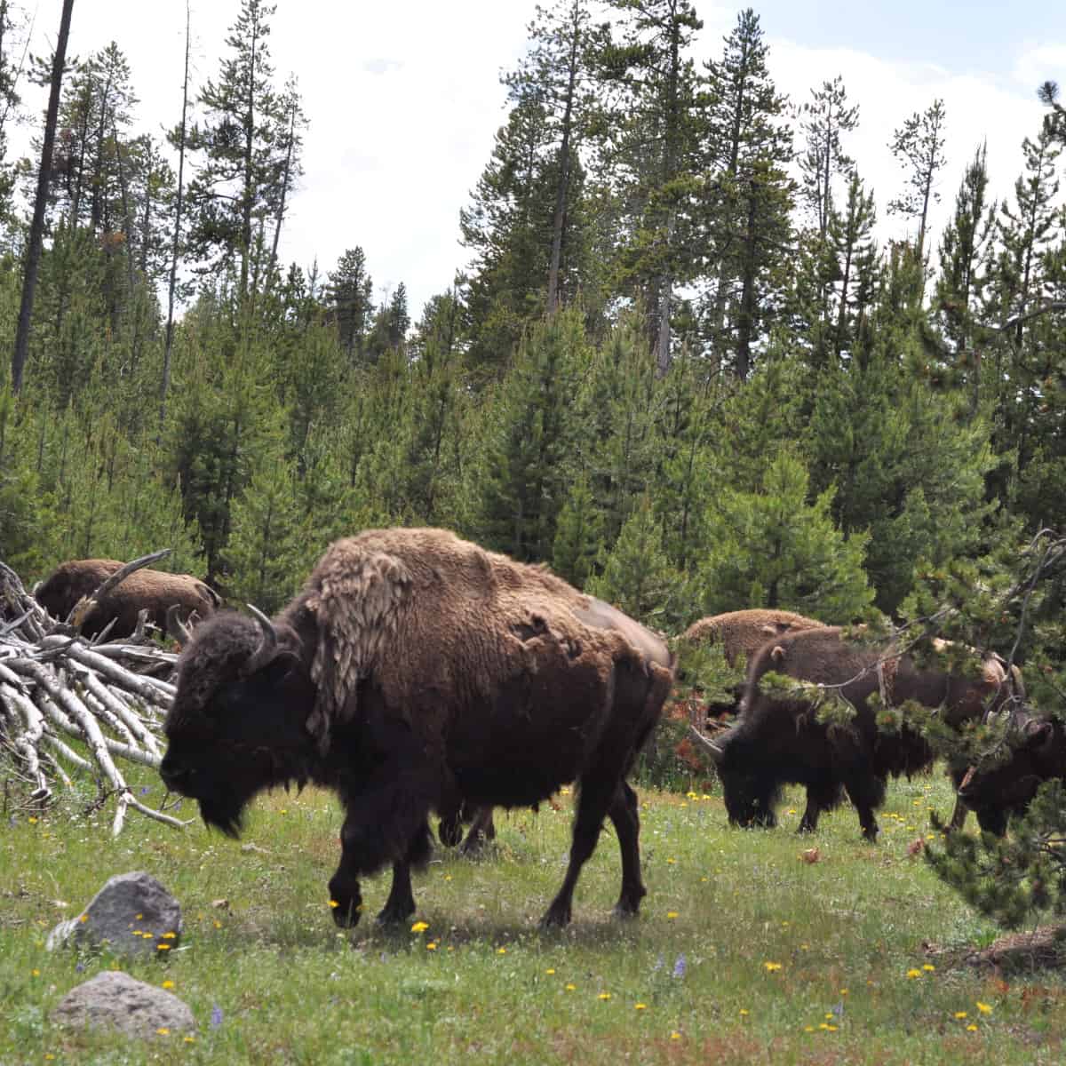Bison at Yellowstone Park