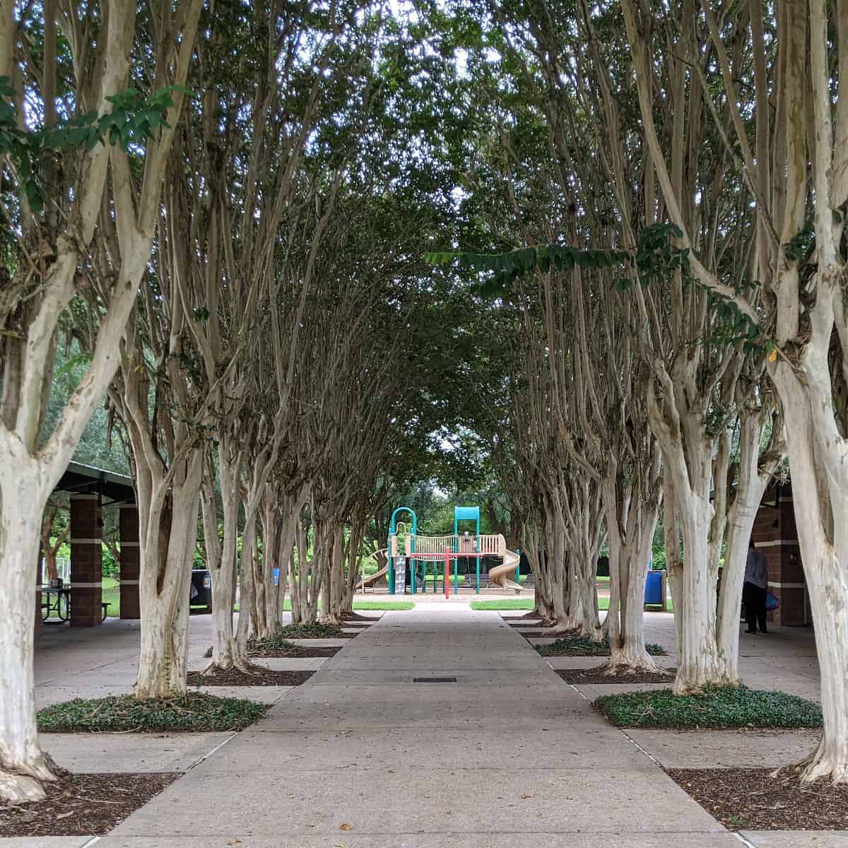 Lost Creek Park Sugar Land Trees and Playground