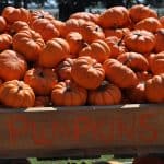 Pumpkins at Blessington Farms