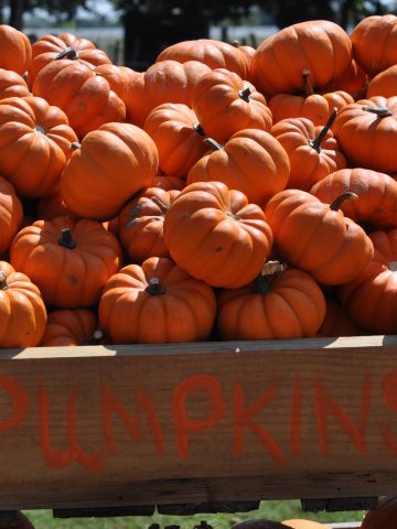 Pumpkins at Blessington Farms