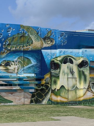 Sea Turtle Mural Galveston