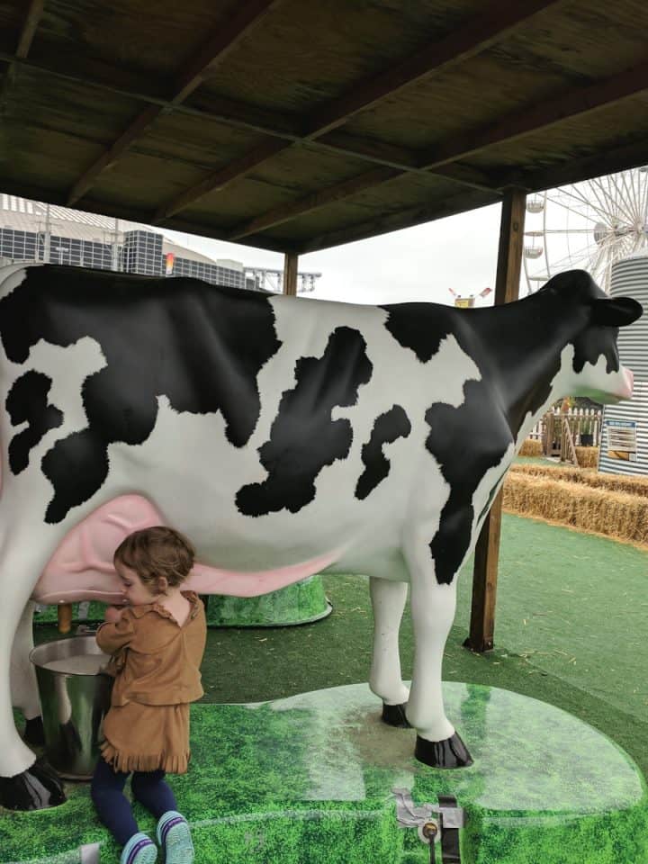 Milking a cow at Rodeo Houston