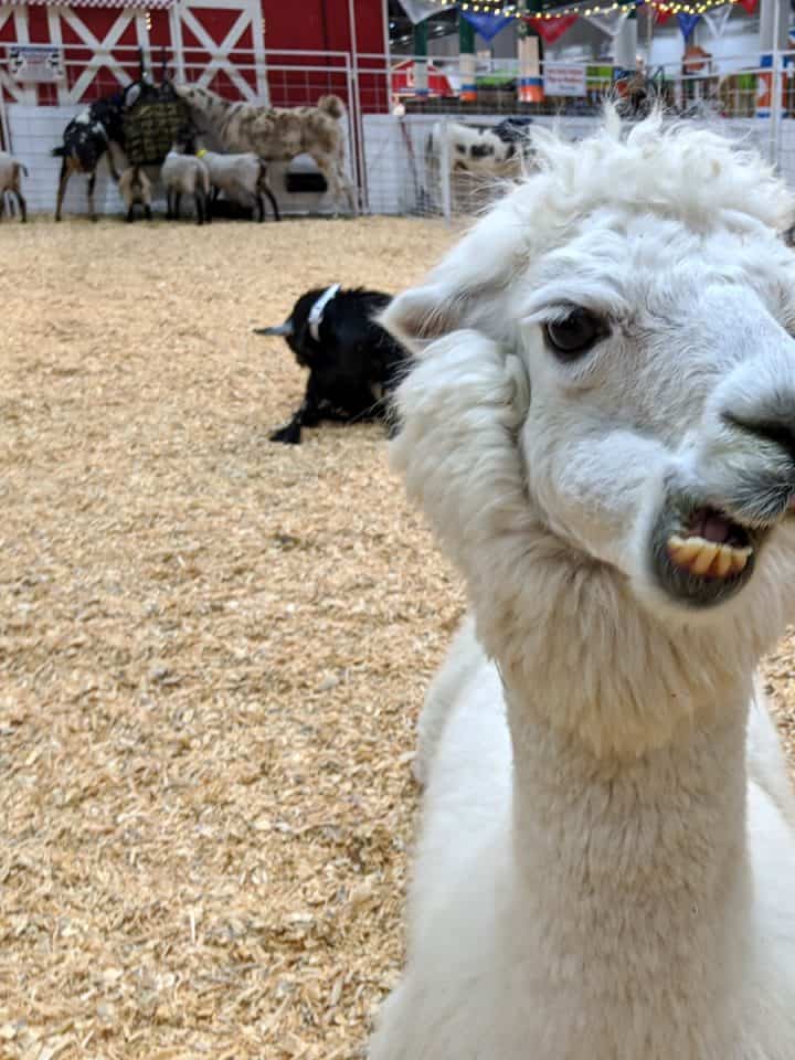 Rodeo Houston Petting Zoo