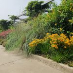 Hermann Park Centennial Gardens Flowers along Path