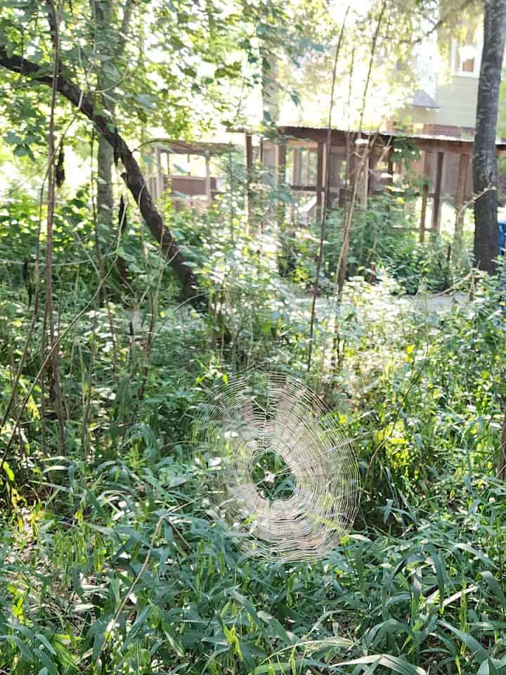 Nature Discovery Center Spider Web