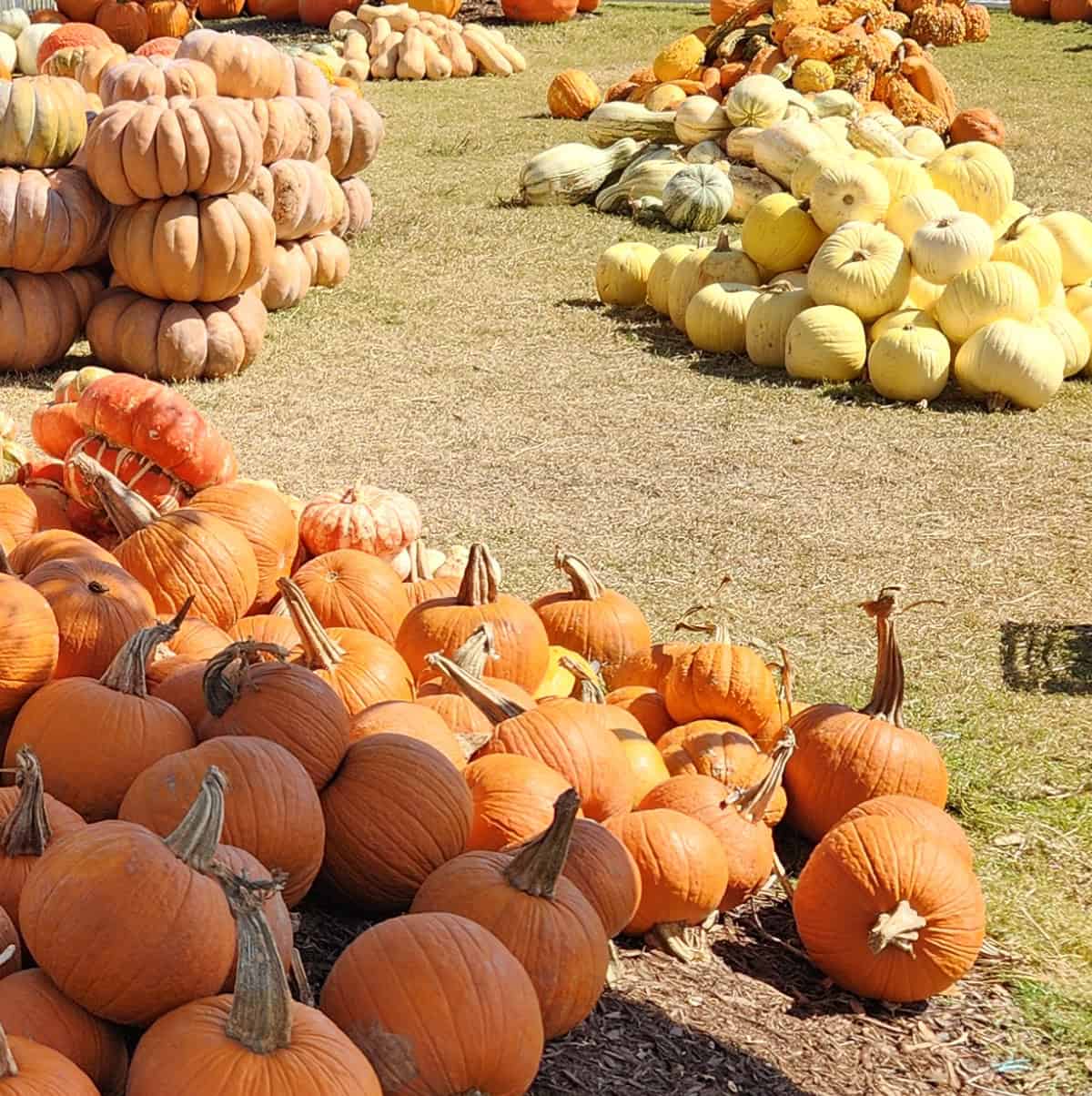Pumpkins at Houston Farmers Market