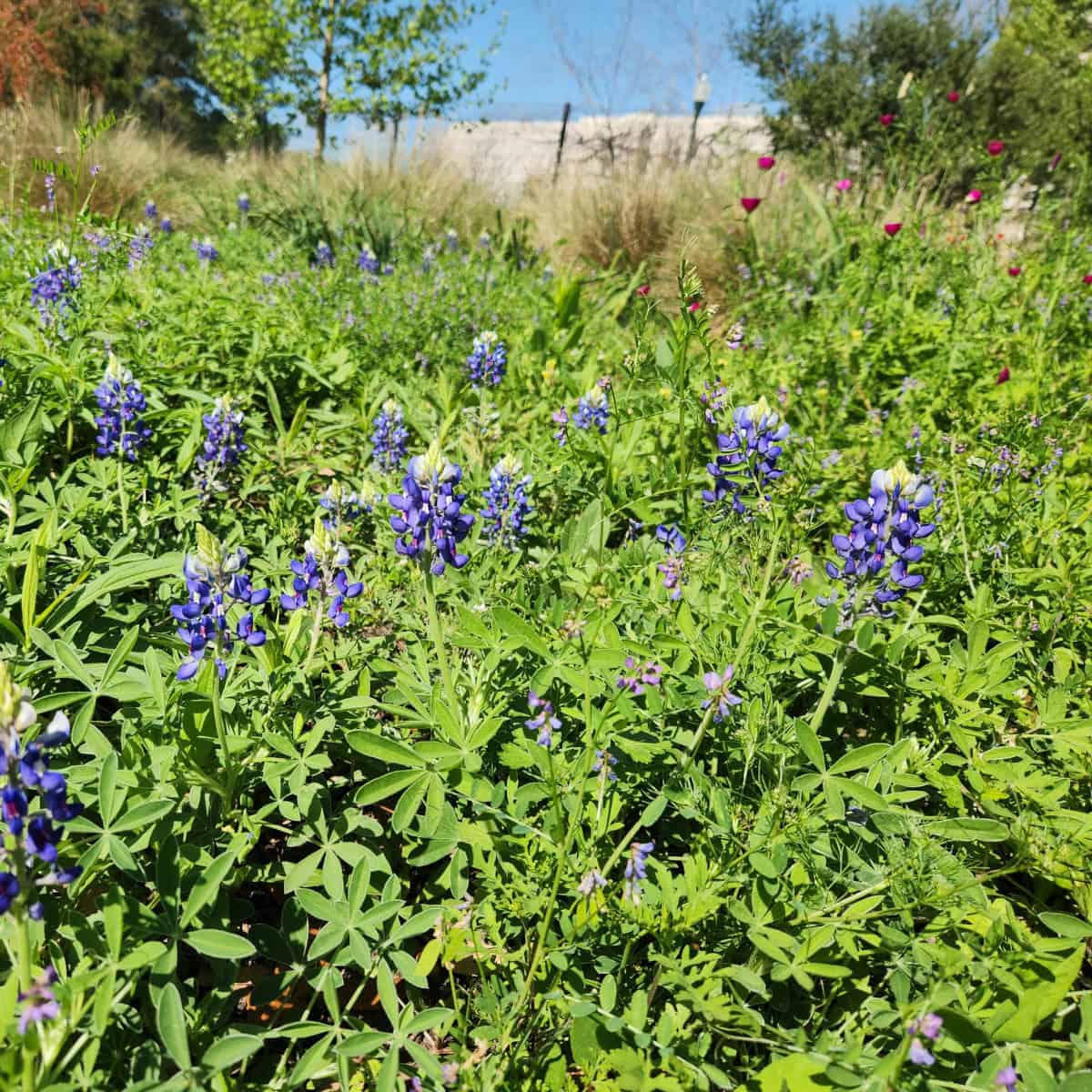 Bluebonnets at Hermann Park
