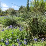 Blue Bonnets at Hermann Park Centennial Garden