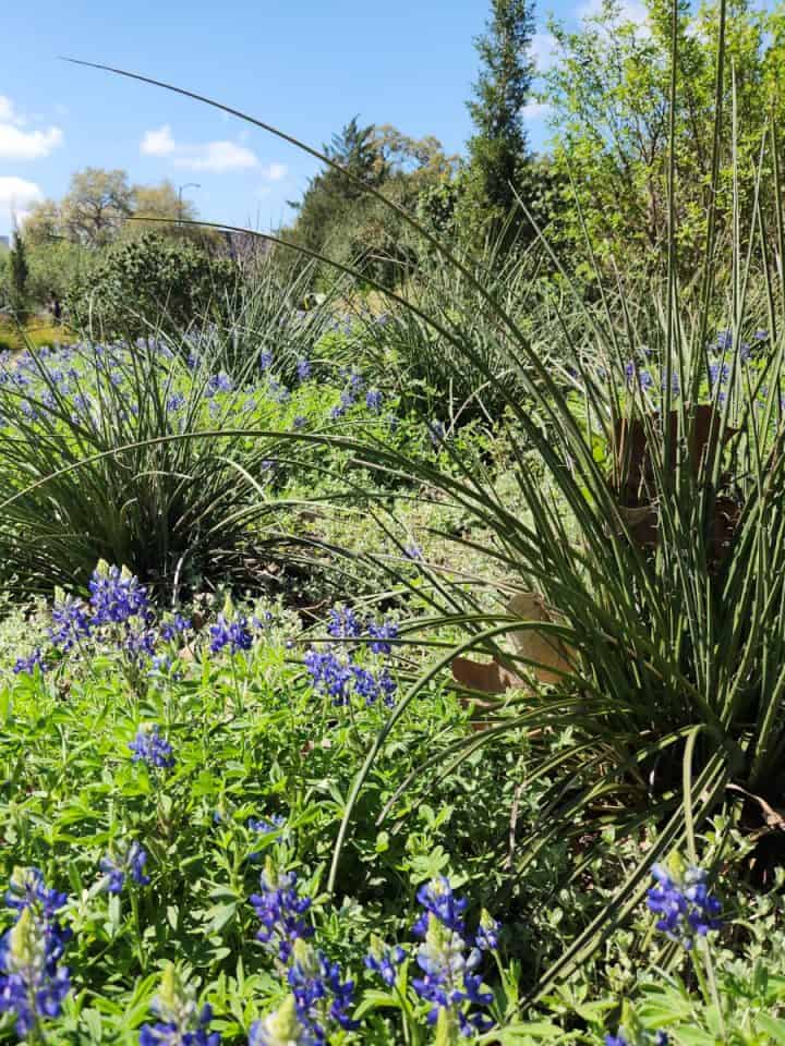 Blue Bonnets at Hermann Park Centennial Garden